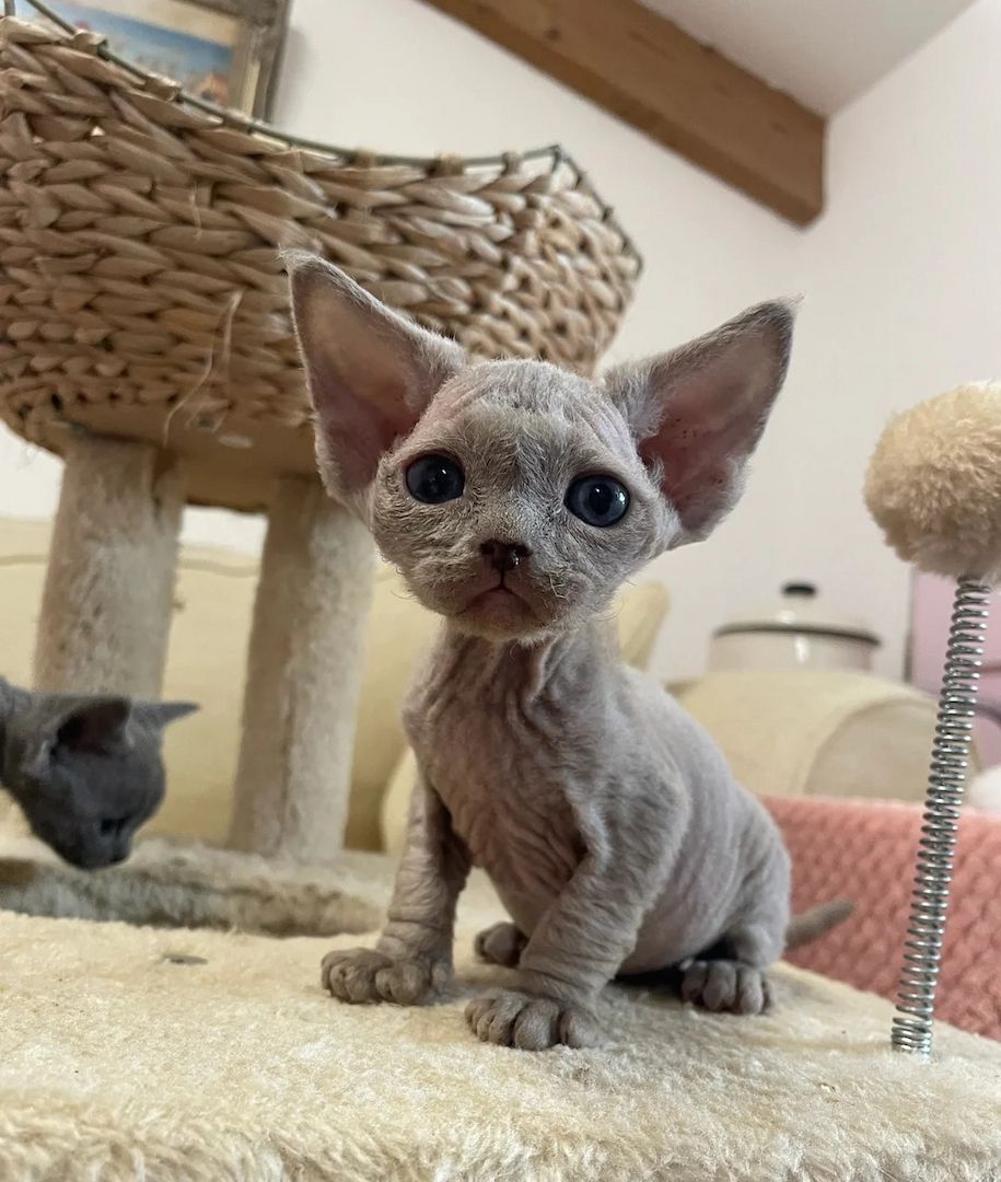 Devon Rex-Kätzchen