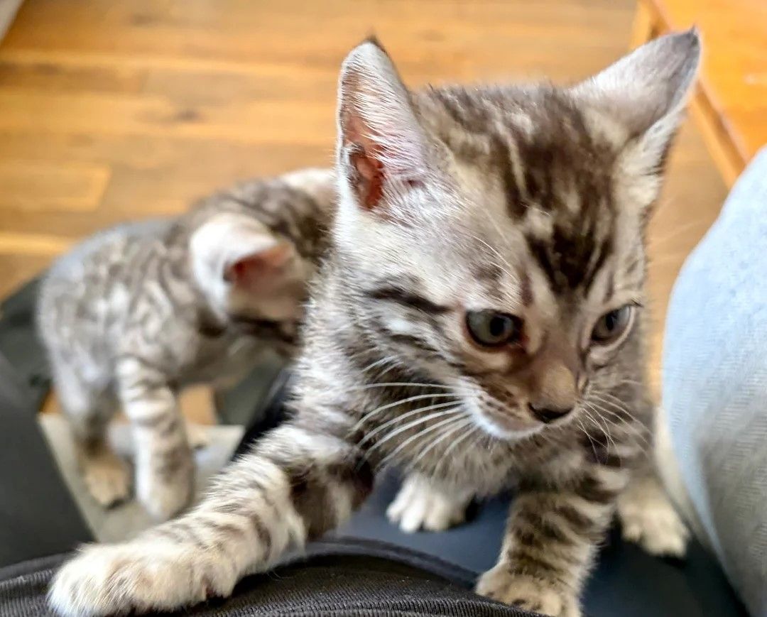 3 wunderschöne Bengalkätzchen
