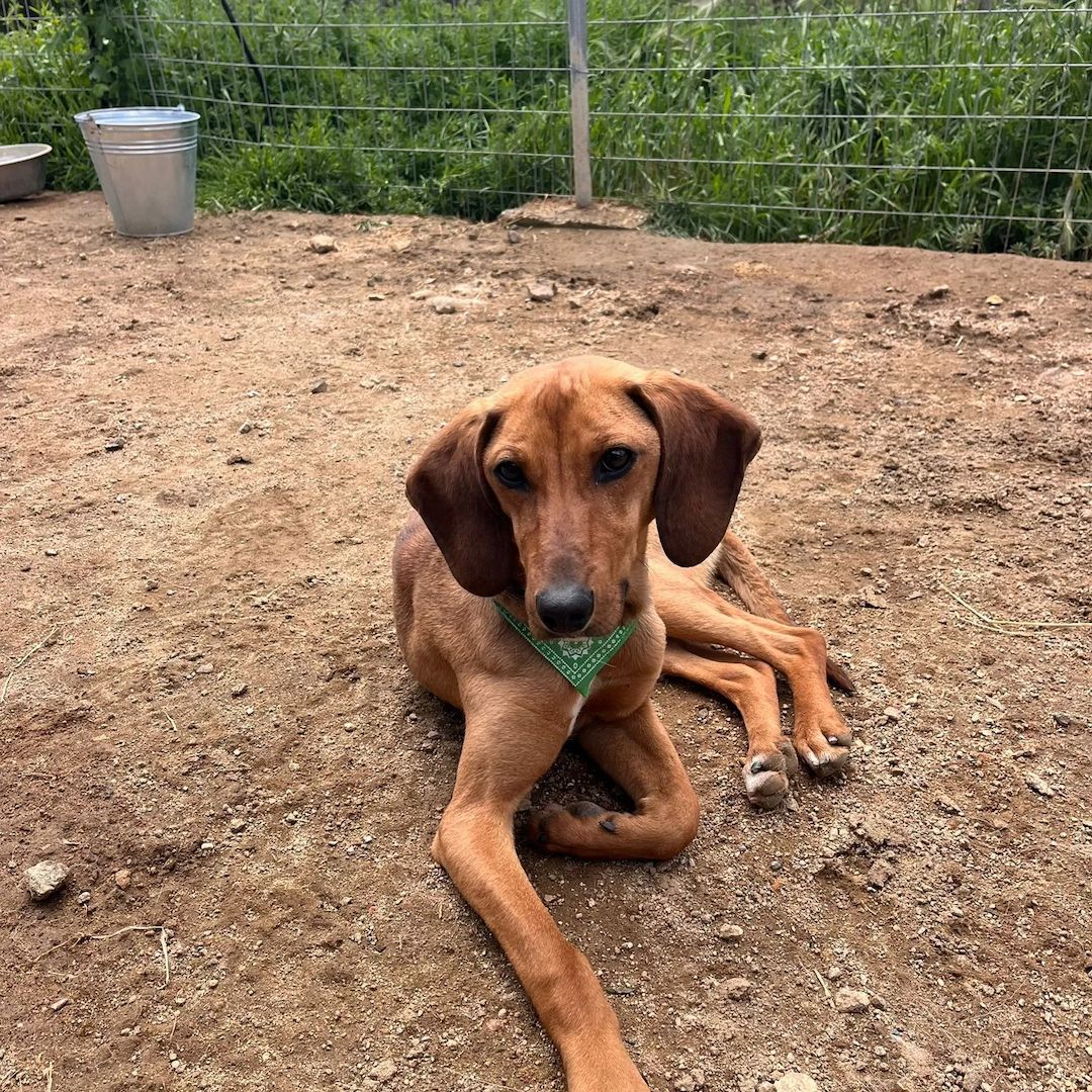 Vizsla Mischling Missy