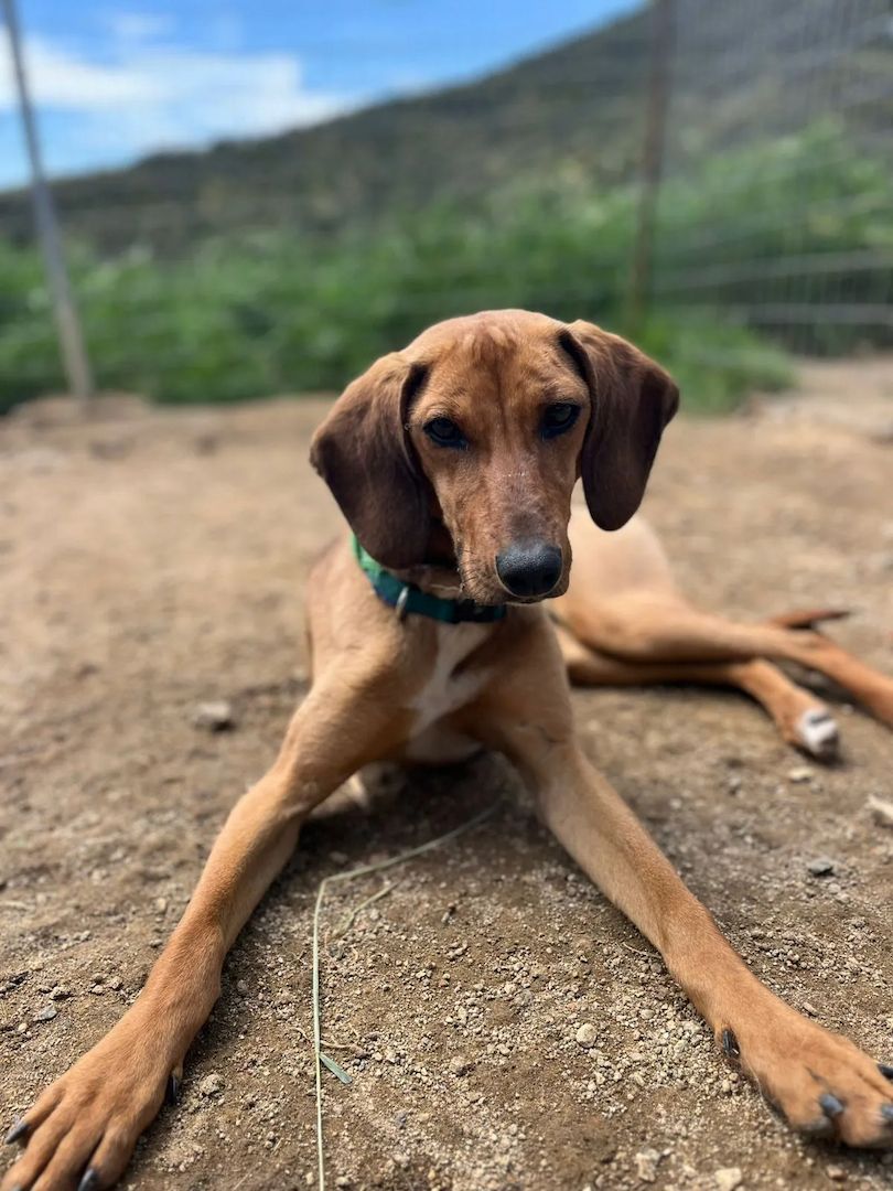 Vizsla Mischling Missy