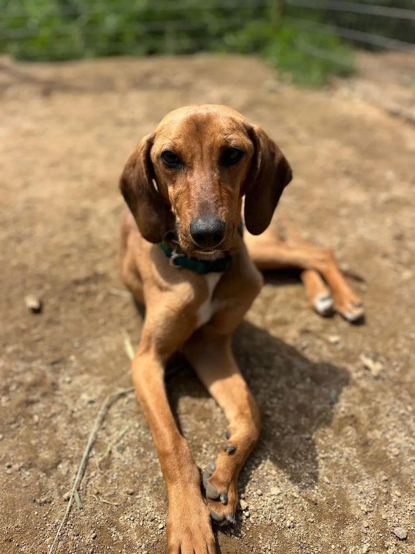 Vizsla Mischling Missy