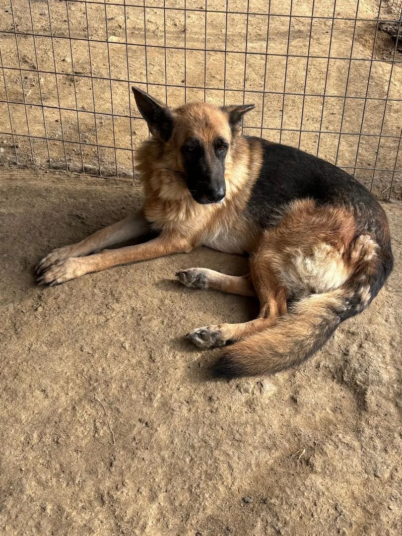 Schäferhund Mix Rexy