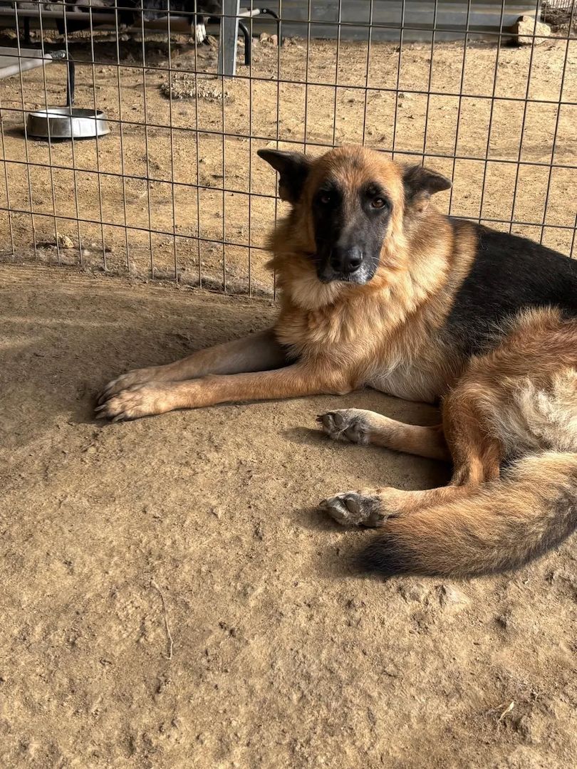 Schäferhund Mix Rexy