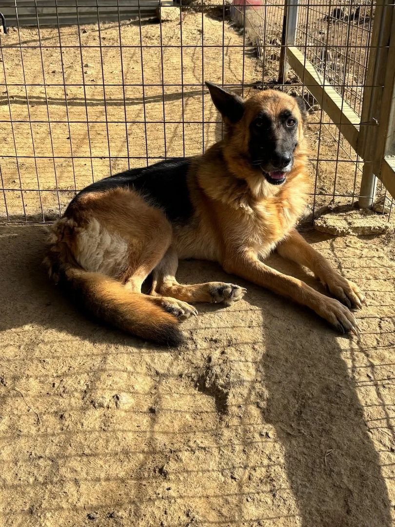 Schäferhund Mix Rexy