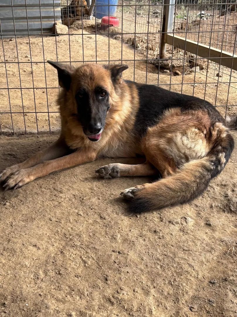 Schäferhund Mix Rexy