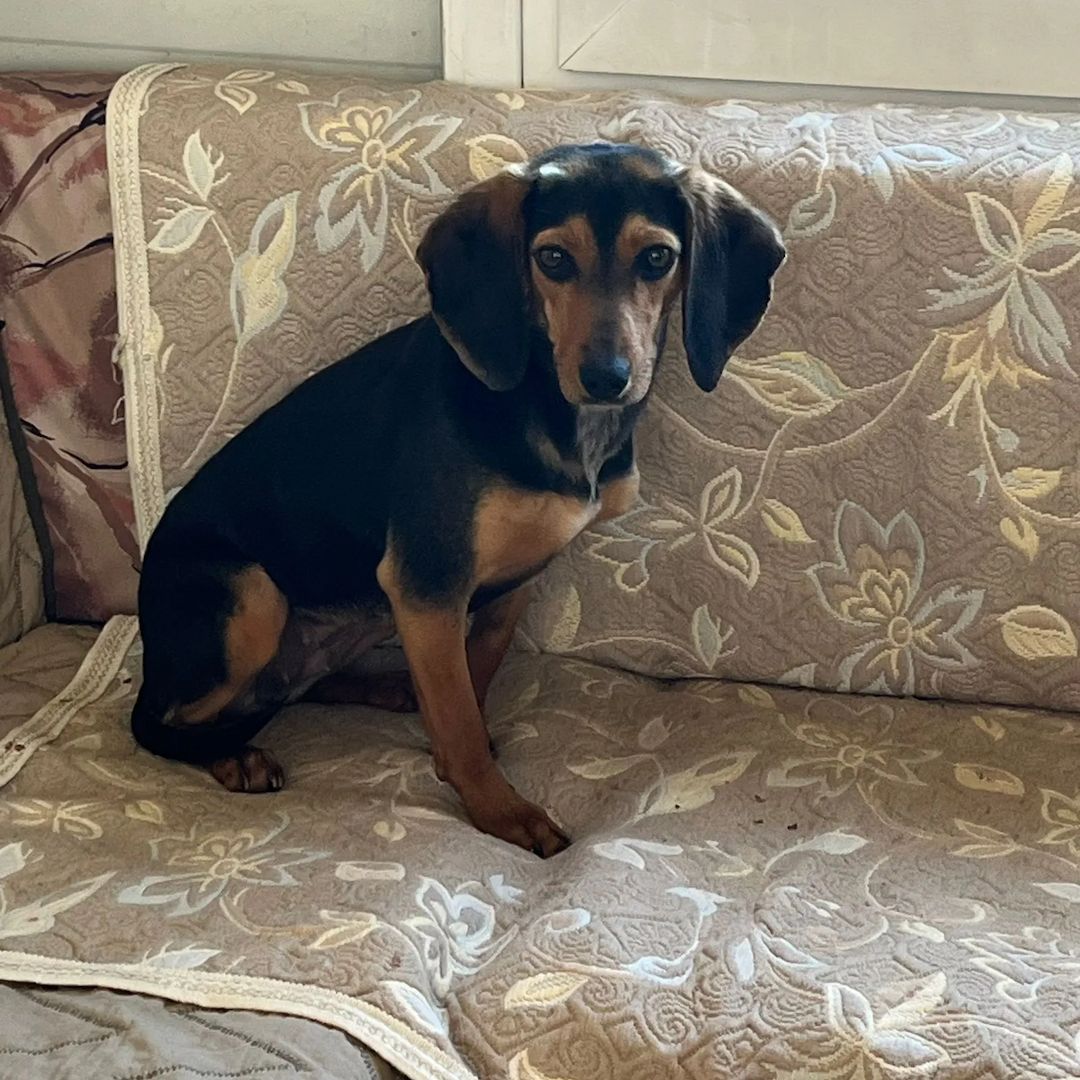 Jagdhund Mix Gundi