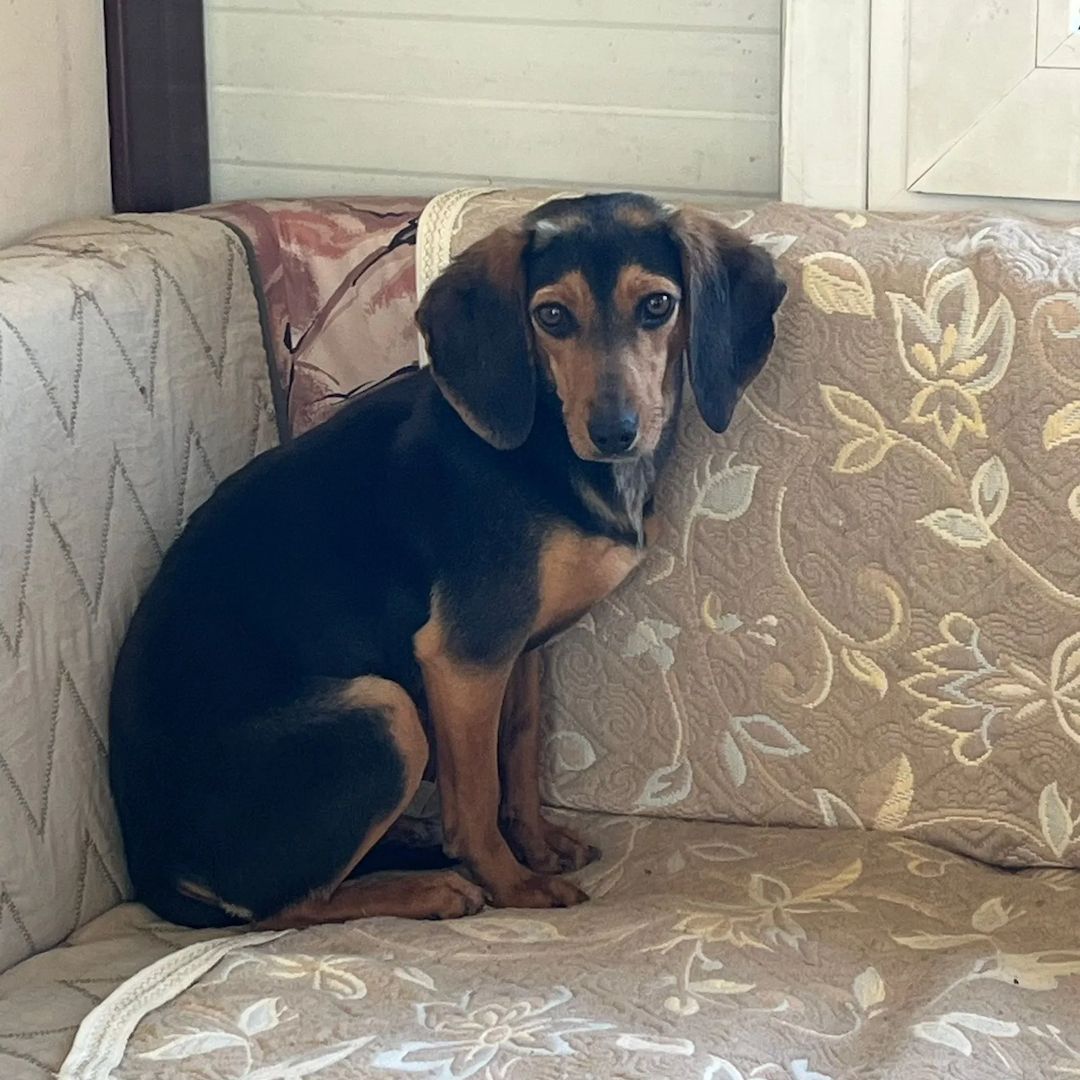 Jagdhund Mix Gundi