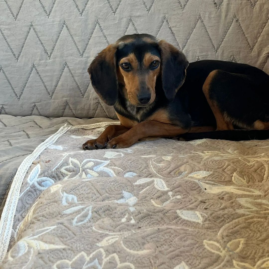 Jagdhund Mix Gundi