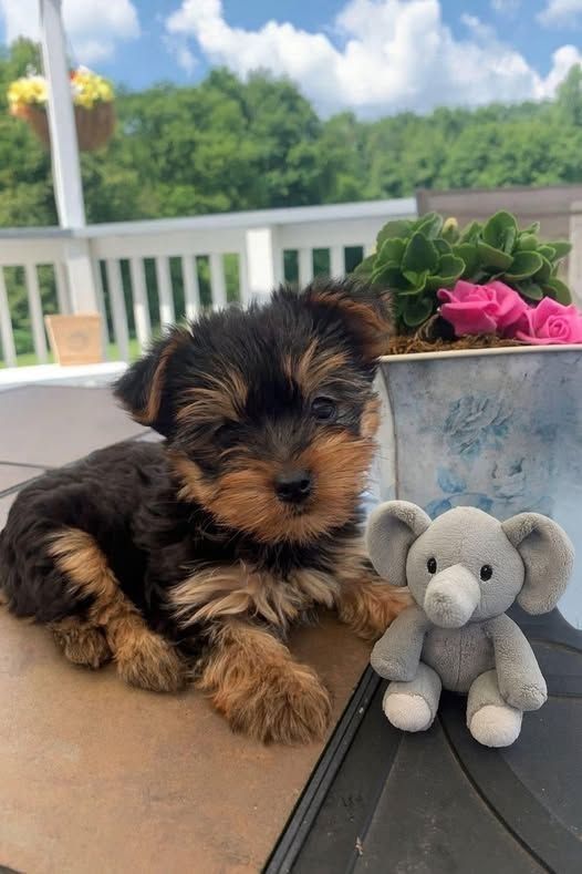 Yorkshire Terrier Welpen