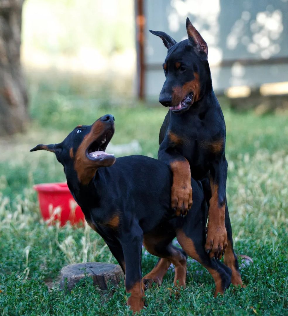 Dobermann Welpen