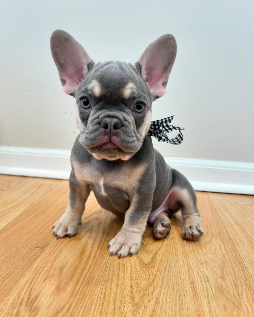 Französische Bulldogge