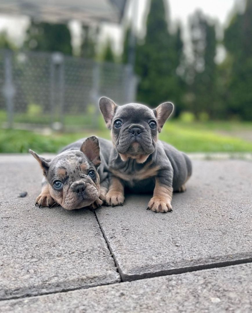 Französische Bulldoggenwelpen