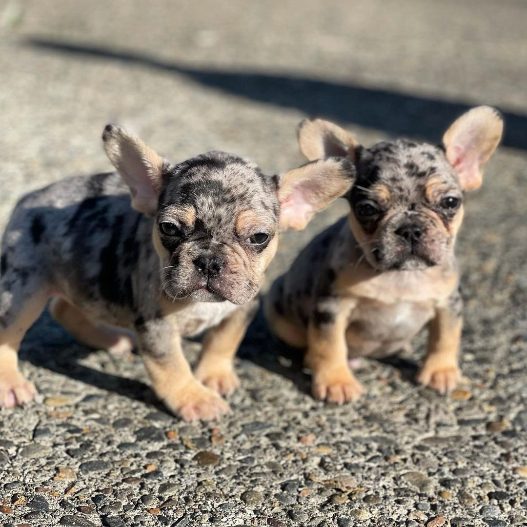 Französische Bulldoggenwelpen