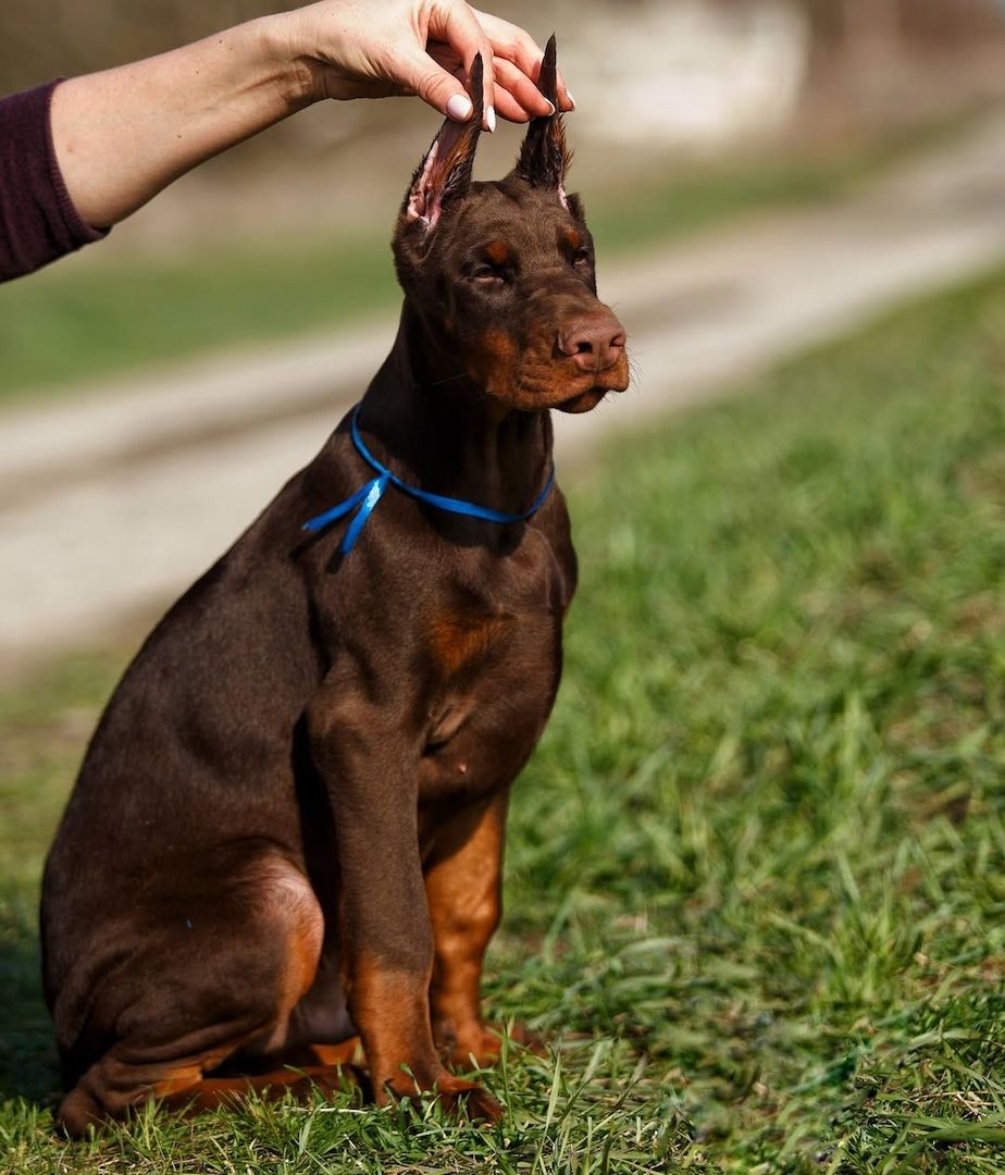 Schwarze und braune Dobermannwelpen abzugeben.