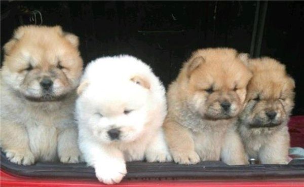 Chow-Chow-Welpen abzugeben