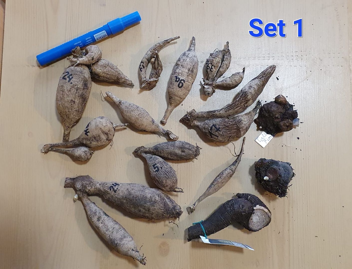 Dahlienknollen - Mix