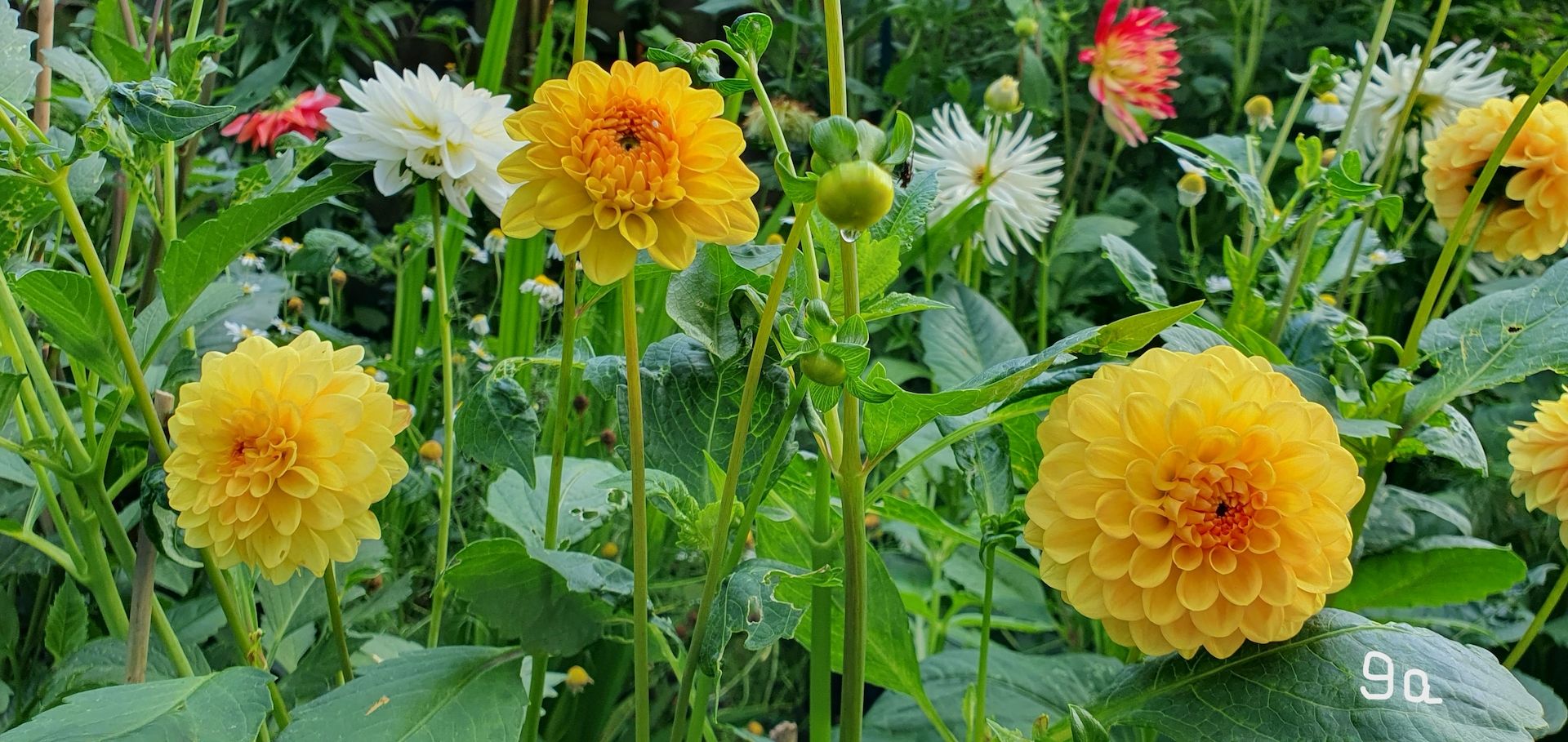 Dahlienknollen - Mix