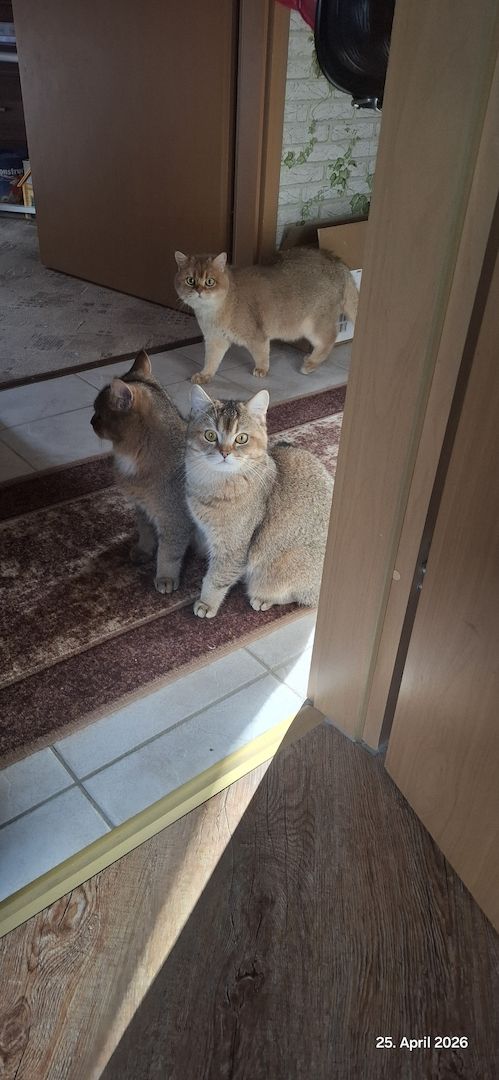 Bkh Kater abzugeben