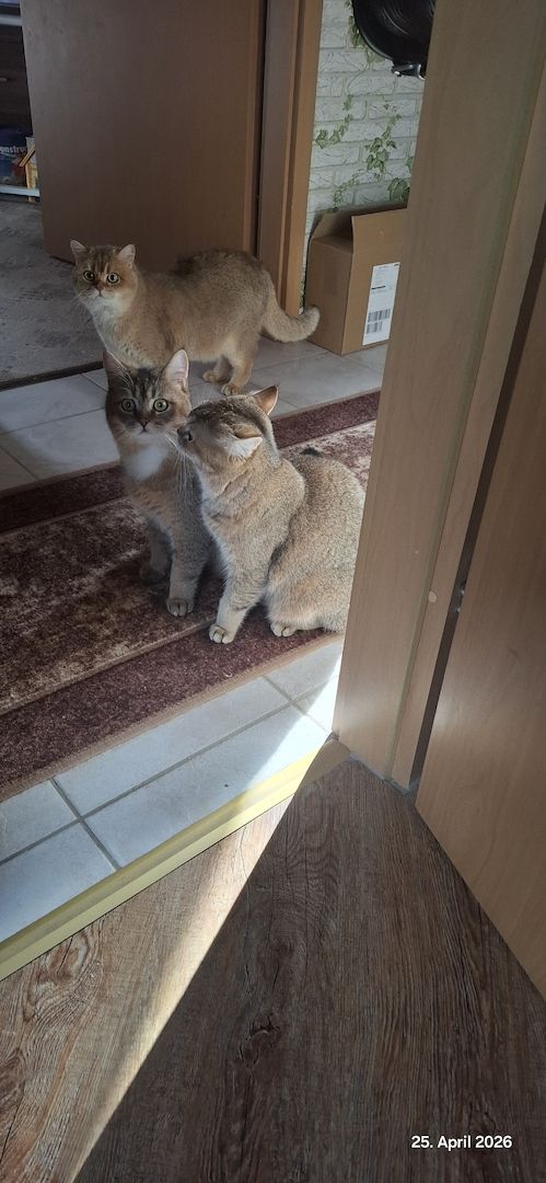 Bkh Kater abzugeben