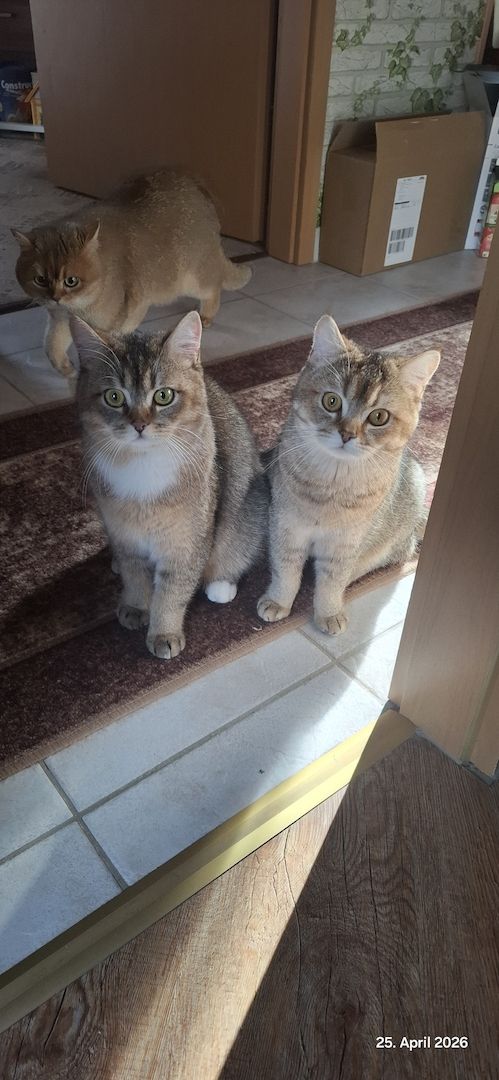 Bkh Kater abzugeben
