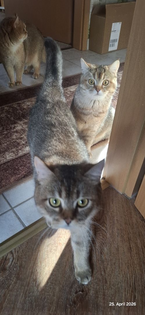 Bkh Kater abzugeben