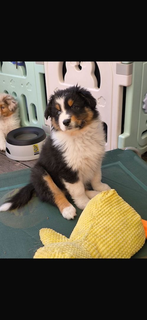 4 Australian Sheperd Welpen suchen Ihr Zuhause