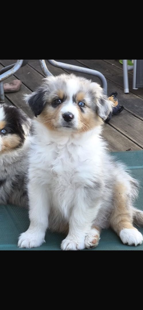 4 Australian Sheperd Welpen suchen Ihr Zuhause