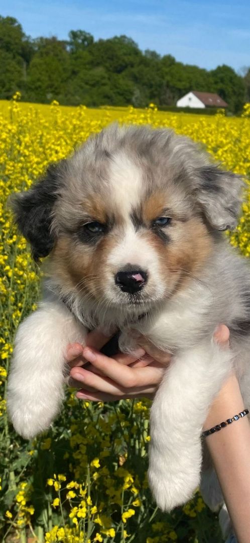 4 Australian Sheperd Welpen suchen Ihr Zuhause