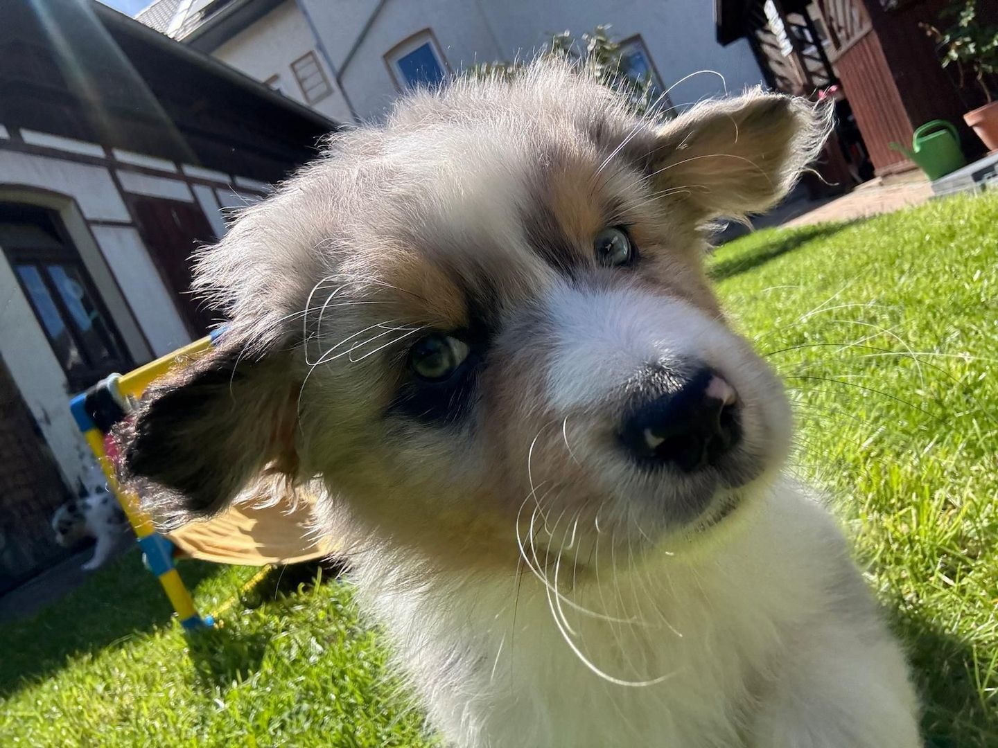4 Australian Sheperd Welpen suchen Ihr Zuhause