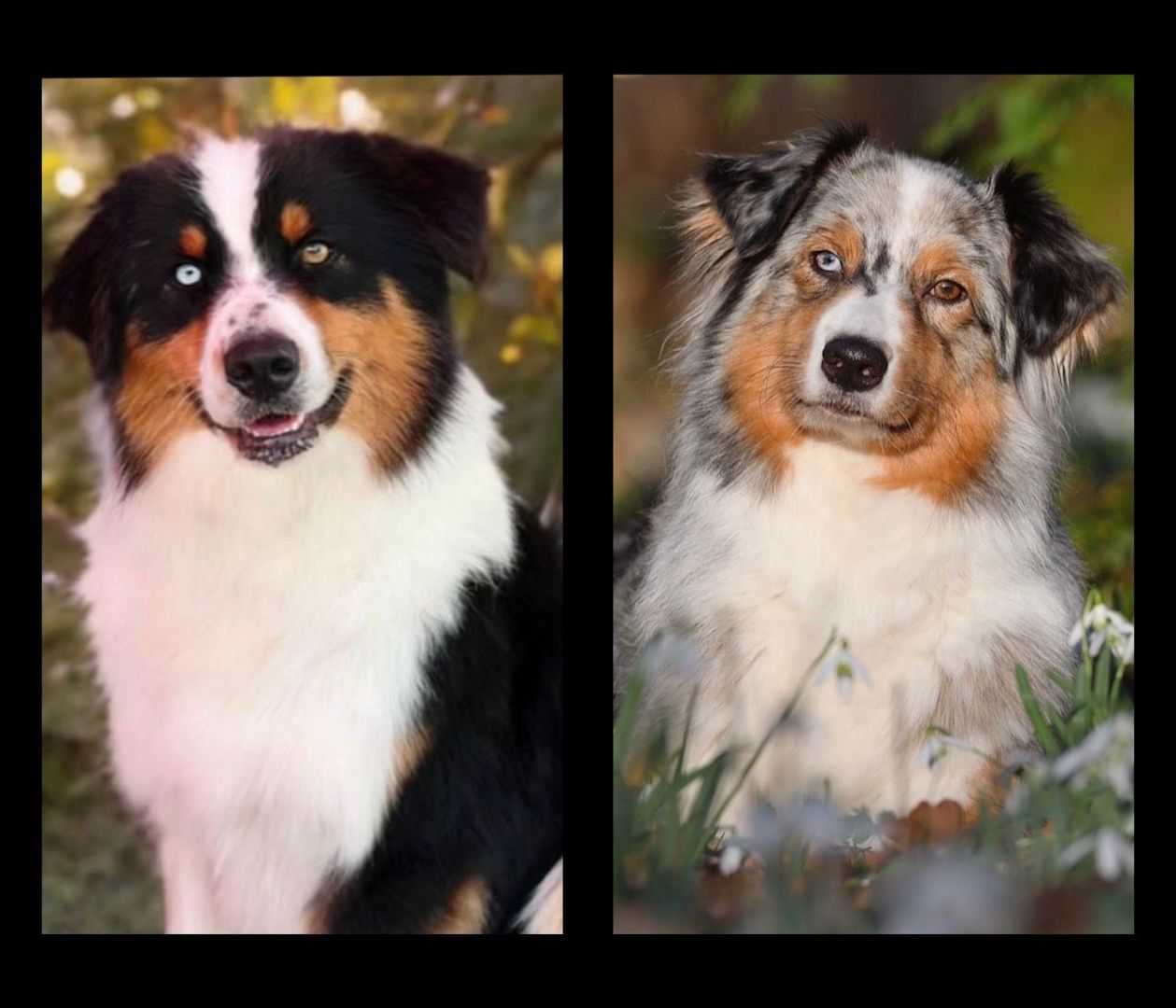 4 Australian Sheperd Welpen suchen Ihr Zuhause