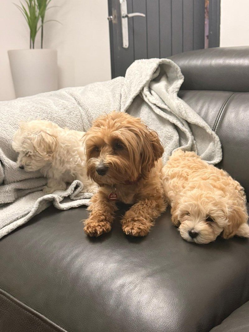 Maltipoo-Welpen zu verkaufen