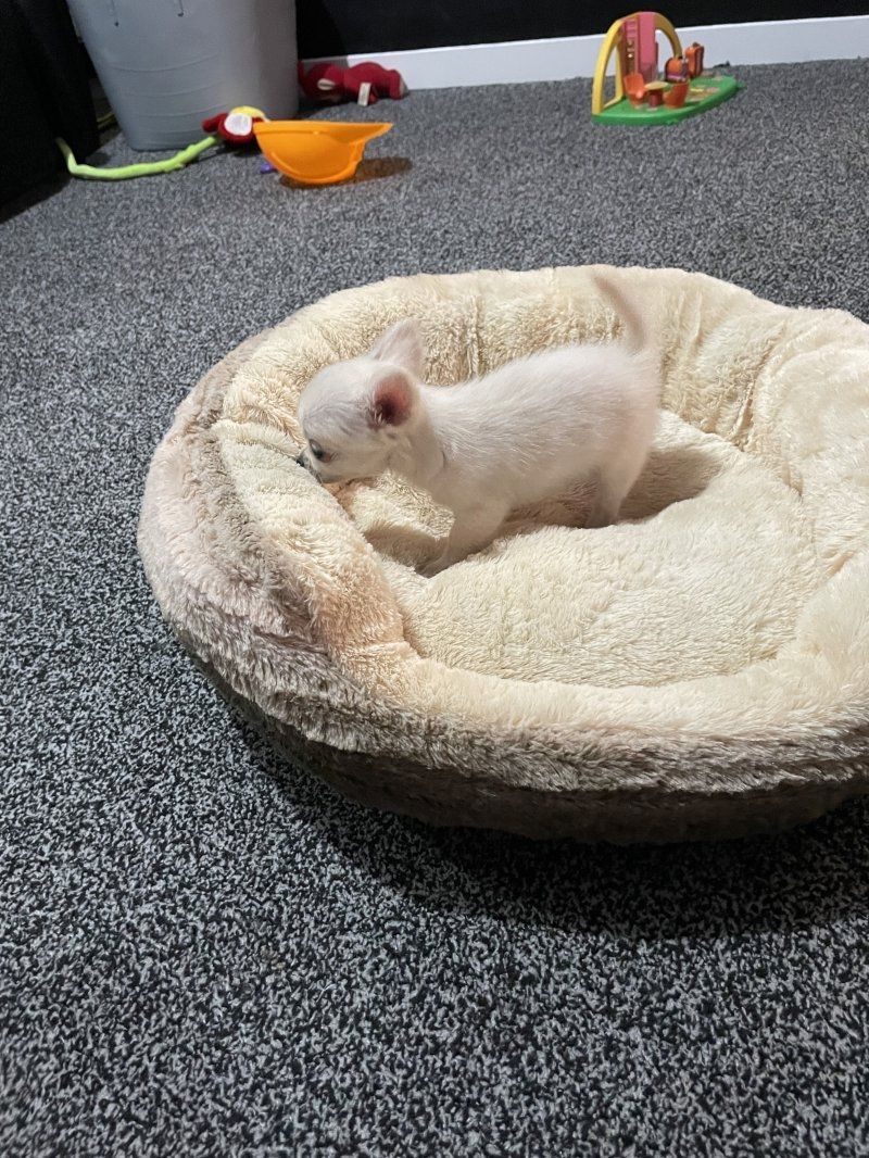 Chihuahua abzugeben