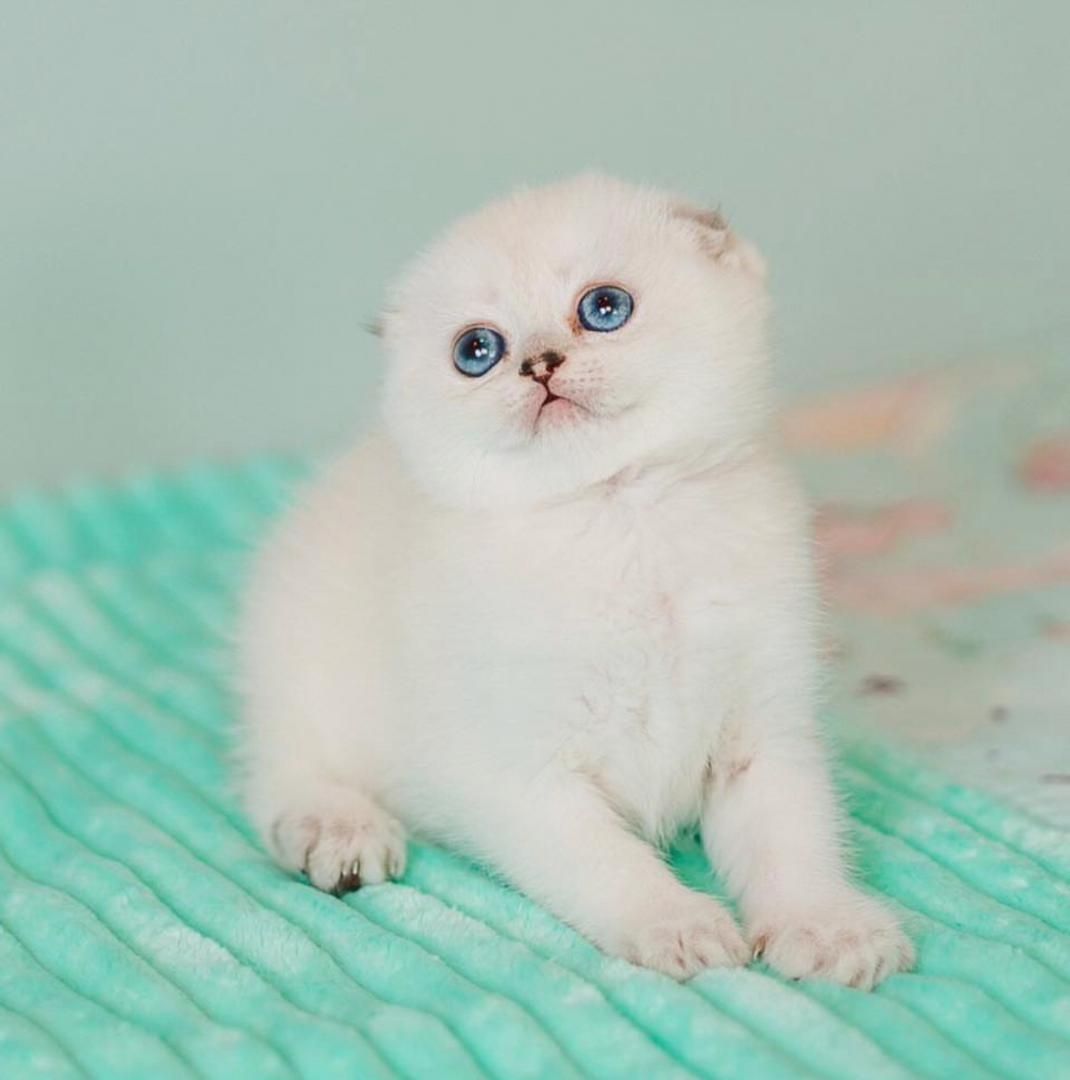Luxuriöse Scottish Fold Kätzchen