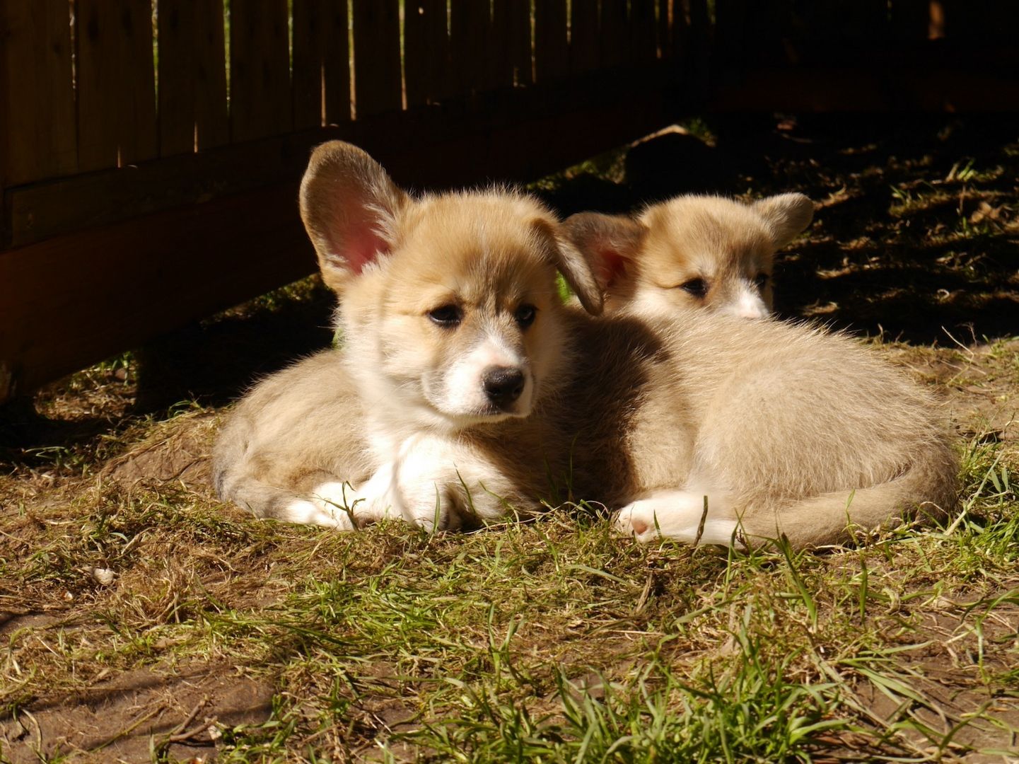 Süße Welsh Corgi Pembroke Welpen