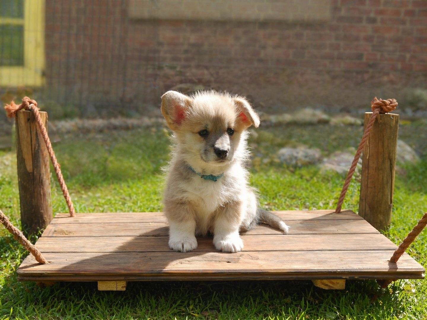 Süße Welsh Corgi Pembroke Welpen