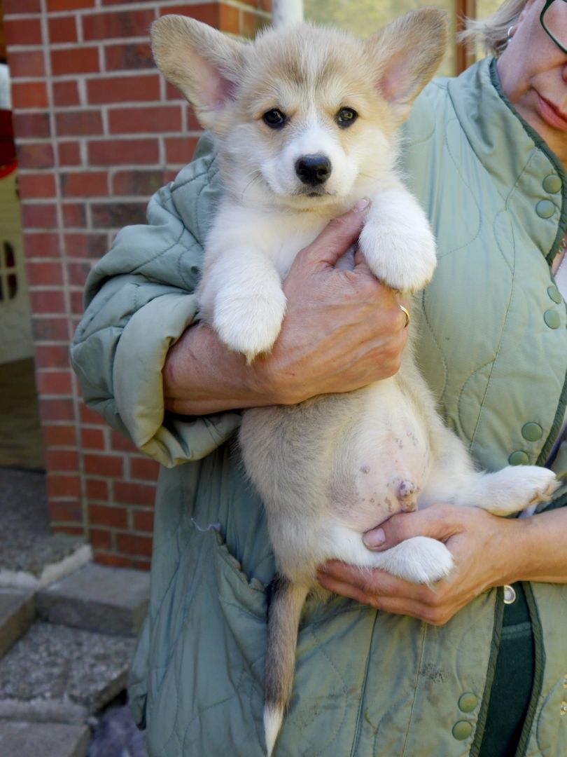 Süße Welsh Corgi Pembroke Welpen