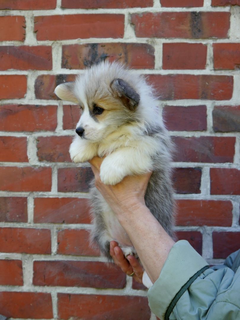 Süße Welsh Corgi Pembroke Welpen
