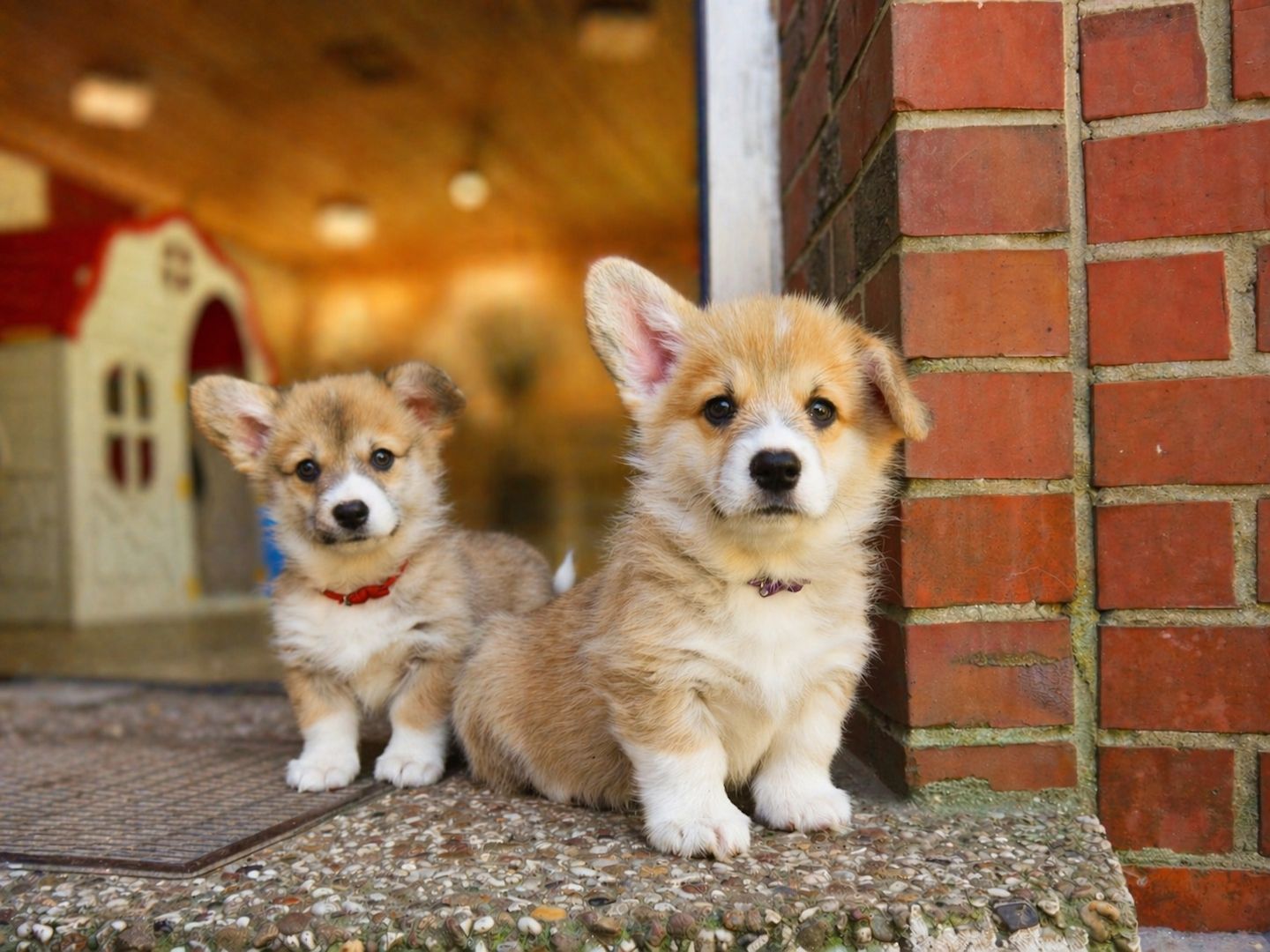 Süße Welsh Corgi Pembroke Welpen