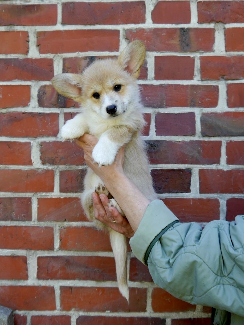 Süße Welsh Corgi Pembroke Welpen