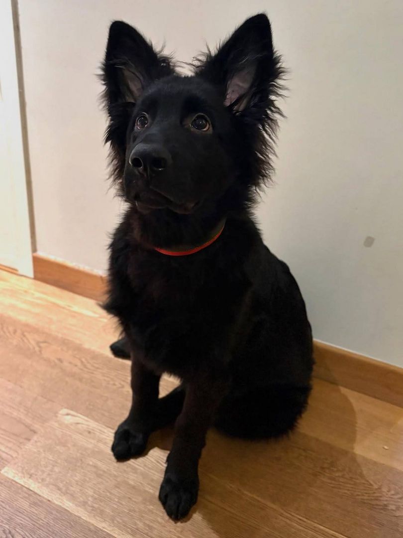 Deutscher Schäferhund Welpenn