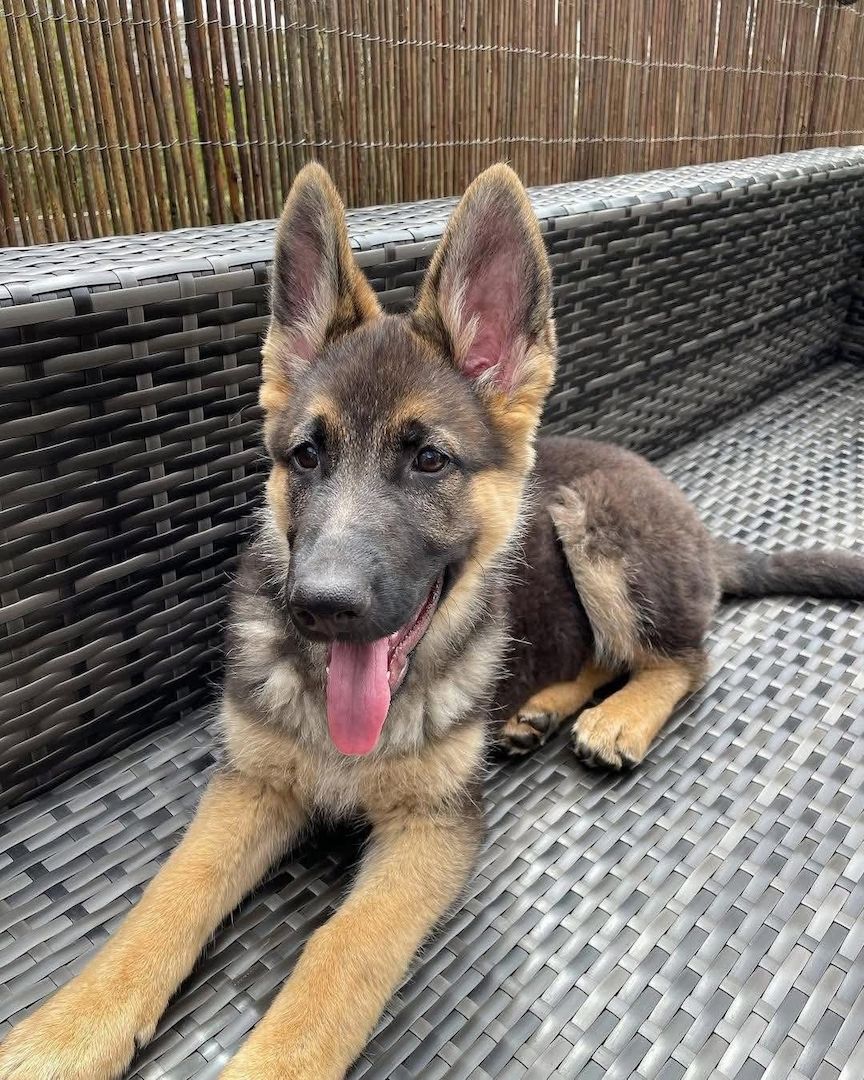 Deutscher Schäferhund Welpenn
