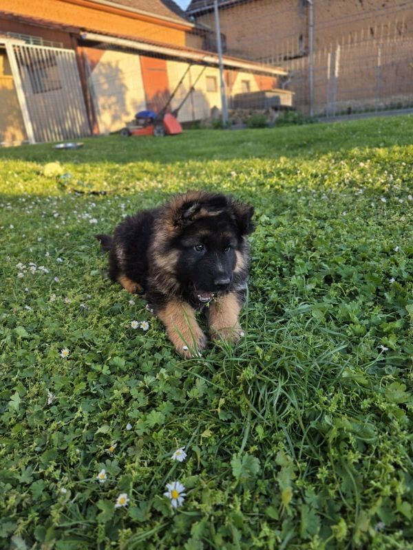 Deutscher Schäferhund Welpen!!