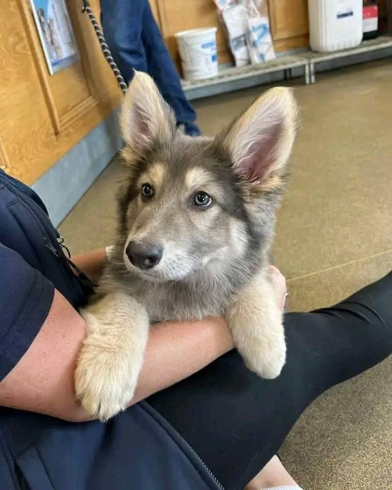 Deutscher Schäferhund Welpen**