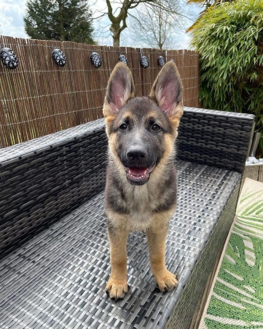 ***Deutscher Schäferhund Welpen