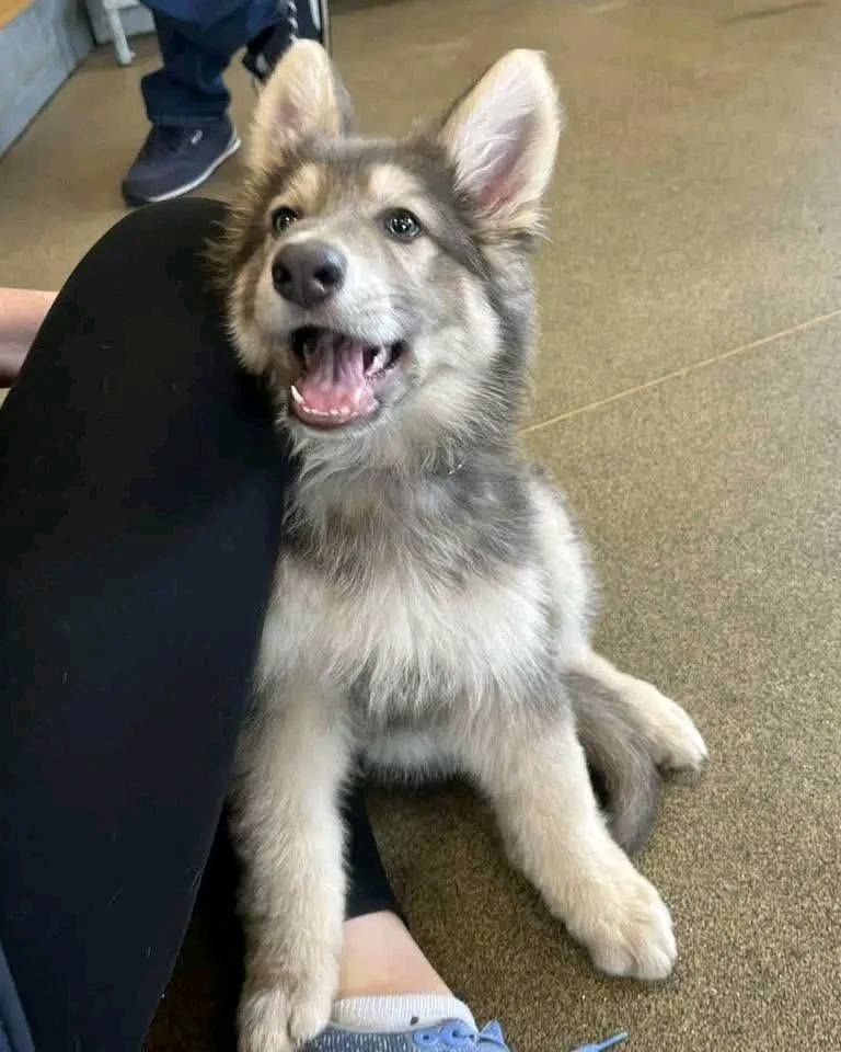 ***Deutscher Schäferhund Welpen