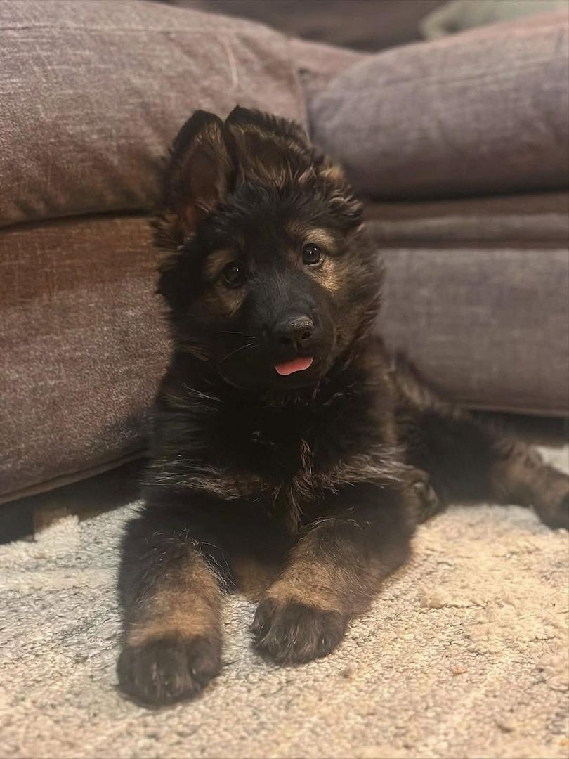 Deutscher Schäferhund Welpen!!!!