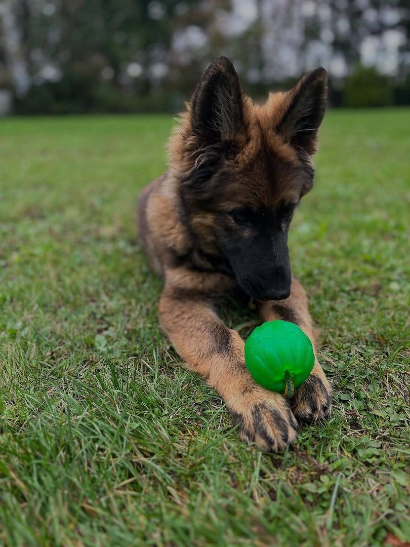 Deutscher Schäferhund Welpen!!!!