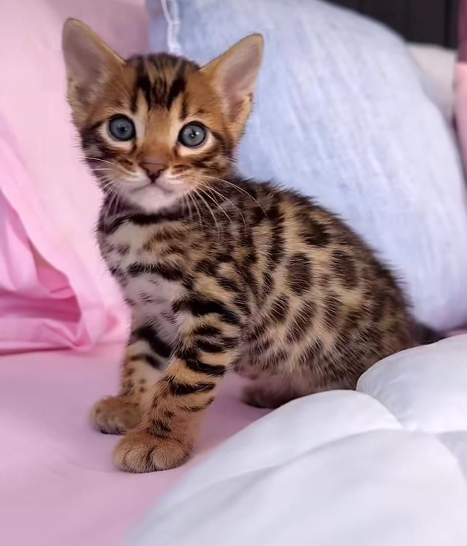 TICA-registrierte Bengalkatzenwelpen