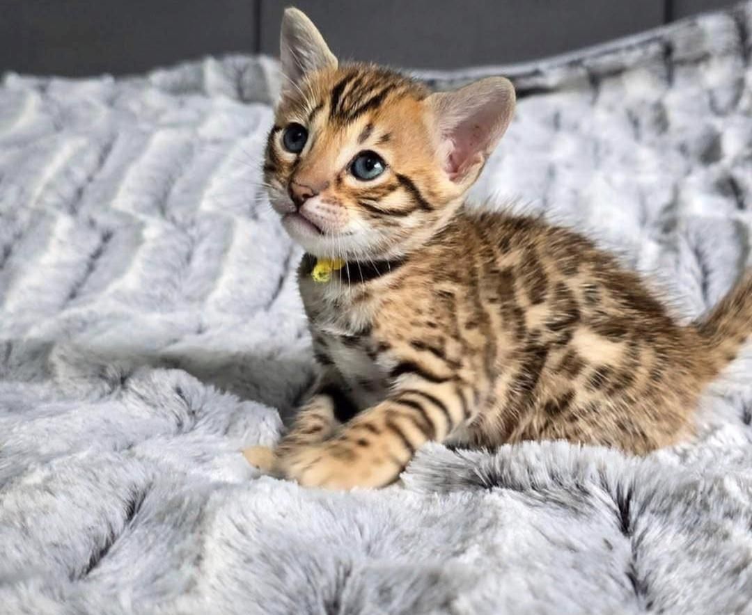 TICA-registrierte Bengalkatzenwelpen