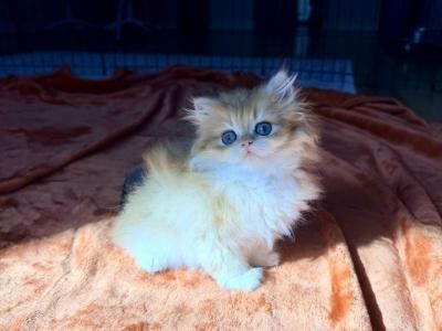 Chinchilla-Perserkatzen abzugeben